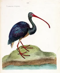 Carta zoológica (ornitologia): a cortesia da nigritie (ibis falcinelle ou plegadis falcinellus). Ilustração em "The History of the Birds, Painted in Their Appearing and Sensitive Aspects" de François Nicolas Martinet (1731-1800). Coleção particular.
