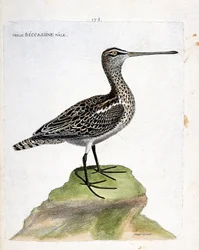 Carta zoológica (ornitologia): becassine velho macho (becassine pantanoso ou gallinago gallinago). Ilustração em "The History of the Birds, Painted in Their Appearing and Sensitive Aspects" de François Nicolas Martinet (1731-1800). Coleção particular.