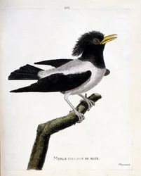 Carta zoológica (ornitologia): melro rosa (estorninho avermelhado ou estorninho rosa) sobre um ramo. Ilustração em "The History of the Birds, Painted in Their Appearing and Sensitive Aspects" de François Nicolas Martinet (1731-1800). Coleção particular.