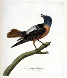 Carta zoológica (ornitologia): melro-pássaro (saxatilis de rocha ou monticola). Ilustração em "The History of the Birds, Painted in Their Appearing and Sensitive Aspects" de François Nicolas Martinet (1731-1800). Coleção particular.