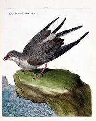 Carta zoológica (ornitologia): perdiz marinha (glareole um colar ou pratincola glareola). Ilustração em "A história das aves, pintadas nos seus aspectos aparentes e sensíveis" de François Nicolas Martinet (1731-1800). Coleção particular.