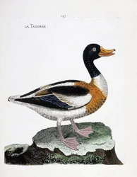 Carta zoológica (ornitologia): tadorne (tadorne de belon ou tadorna tadorna). Ilustração em "A história das aves, pintadas nos seus aspectos aparentes e sensíveis" de François Nicolas Martinet (1731-1800). Coleção particular.