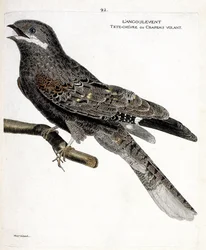 Carta zoológica (ornitologia): o angulento (falcão nocturno europeu ou caprimulgus europaeus) sobre um ramo. Ilustração em "A história das aves, pintadas nos seus aspectos aparentes e sensíveis" de François Nicolas Martinet (1731-1800). Colecção privada