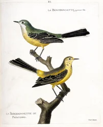 Carta zoológica (ornitologia): a própria bergeronnette e a bergeronnette de mola (bergeronnette de mola ou motacilla flava) sobre um ramo. Ilustração em "A História das Aves, Pintada nos seus Aspectos Aparentes e Sensíveis" de François Nicolas Ma