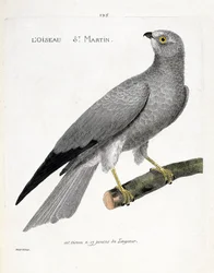 Carta zoológica (ornitologia): o santo pássaro martin (busard saint martin ou circus cyaneus) sobre um ramo. Ilustração em "A história das aves, pintadas nos seus aspectos aparentes e sensíveis" de François Nicolas Martinet (1731-1800). Colecção privada