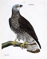Carta zoológica (ornitologia): a bondree (apivore bondree ou pernis apivorus) sobre um ramo. Ilustração em "A história das aves, pintadas nos seus aspectos aparentes e sensíveis" de François Nicolas Martinet (1731-1800). Coleção particular.