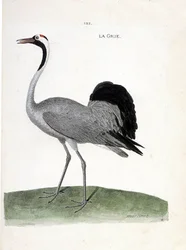Carta zoológica (ornitologia): o grou (grus grus grus) - Ilustração em "A história das aves, pintada nos seus aspectos aparentes e sensíveis" por François Nicolas Martinet (1731-1800) - Colecção privada