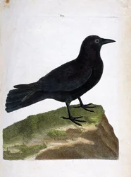 Prancha zoológica (ornitologia): a gralha-preta (Corvus corone). Ilustração em «A História das Aves, Pintadas nos seus Aspetos Aparente e Sensível», de François Nicolas Martinet (1731-1800). Coleção particular.