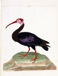 Carta zoológica (ornitologia): o caracol tem a cabeça descoberta do gorro da boa esperança (ibis du cap ou geronticus calvus). Ilustração em "The History of the Birds, Painted in Their Appearance and Sensitive Aspects" de François Nicolas Martinet (1731-18
