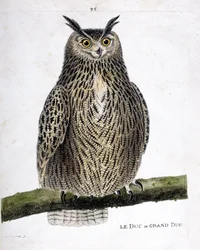 Carta zoológica (ornitologia): o duque ou grão-duque (grão-duque ou bubo bubo) sobre um ramo. Ilustração em "A História das Aves, Pintada nos seus Aspectos Aparentes e Sensíveis" de François Nicolas Martinet (1731-1800). Coleção particular.