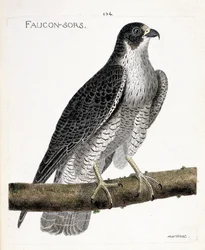 Carta zoológica (ornitologia): o falcão sai ou o falcão sai (falcão pelerino ou falco peregrinus) sobre um ramo. Ilustração em "The History of the Birds, Painted in Their Appearing and Sensitive Aspects" de François Nicolas Martinet (1731-1800). Pri