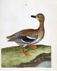 Carta zoológica (ornitologia): o pato selvagem fêmea (pato pato-real ou anas platyrhynchos). Ilustração em "The History of the Birds, Painted in Their Appearing and Sensitive Aspects" de François Nicolas Martinet (1731-1800). Coleção particular.