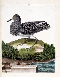 Prancha zoológica (ornitologia): o combatente ou o pavão-marinho macho (combatente ou Philomachus pugnax). Ilustração em “A História das Aves, Pintadas nos Seus Aspetos Visíveis e Sensíveis” de François Nicolas Martinet (1731-1800). Coleção particular