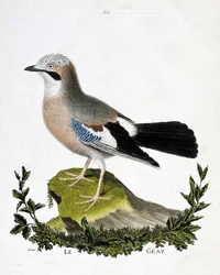 Carta zoológica (ornitologia): o geay (canal jay ou garrulus glandarius). Ilustração em "The History of the Birds, Painted in Their Appearing and Sensitive Aspects" de François Nicolas Martinet (1731-1800). Coleção particular.