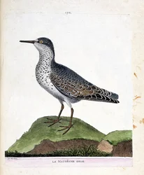 Carta zoológica (ornitologia): o maubeche cinzento (bico púrpura ou calidris maritima). Ilustração em "A história das aves, pintadas nos seus aspectos aparentes e sensíveis" de François Nicolas Martinet (1731-1800). Coleção particular.