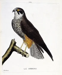 Carta zoológica (ornitologia): o hobreau (falcão falcão ou subbuteo) sobre um ramo. Ilustração em "A História das Aves, Pintadas nos seus Aspectos Aparentes e Sensíveis" de François Nicolas Martinet (1731-1800). Colecção privada.