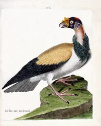 Carta zoológica (ornitologia): o rei dos abutres (sarcoramph king ou sarcoramphus papa). Ilustração em "A História das Aves, Pintada nos seus Aspectos Aparentes e Sensíveis" de François Nicolas Martinet (1731-1800). Coleção particular.