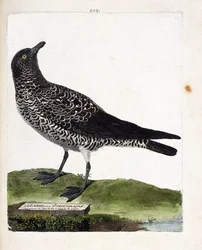 Carta zoológica (ornitologia): o labbe ou stercorar (pomarin labbe ou stercorarius pomarinus). Ilustração em "The History of the Birds, Painted in Their Appearing and Sensitive Aspects" de François Nicolas Martinet (1731-1800). Coleção particular.