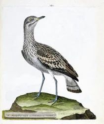 Carta zoológica (ornitologia): o grande tarambola ou corvo (oedicneme criard (Burhinus oedicnemus). Ilustração em "A história das aves, pintadas nos seus aspectos aparentes e sensíveis" de François Nicolas Martinet (1731-1800). Coleção particular.
