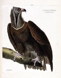 Prancha zoológica (ornitologia): o grande abutre (abutre-preto ou Aegypius monachus) num ramo. Ilustração em “A História das Aves, Pintadas nos seus Aspetos Aparentes e Sensíveis” de François Nicolas Martinet (1731-1800). Coleção particular.