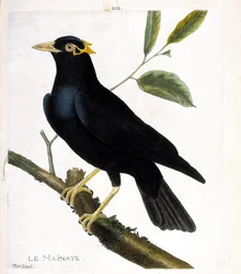Carta zoológica (ornitologia): o mainado (mainado religioso ou gracula religiosa) sobre um ramo. Ilustração em "A História das Aves, Pintada nos seus Aspectos Aparentes e Sensíveis" de François Nicolas Martinet (1731-1800). Coleção particular.