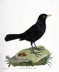Prancha zoológica (ornitologia): o melro-macho (melro-preto ou Turdus merula). Ilustração em «A História das Aves, Pintadas nos Seus Aspetos Aparentes e Sensíveis», de François Nicolas Martinet (1731-1800). Coleção particular.