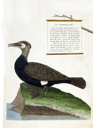 Carta zoológica (ornitologia): o corvo-marinho (Grande corvo-marinho ou falacrocorax carbo). Ilustração em "A História das Aves, Pintadas nos seus Aspectos Aparentes e Sensíveis" de François Nicolas Martinet (1731-1800). Coleção particular.