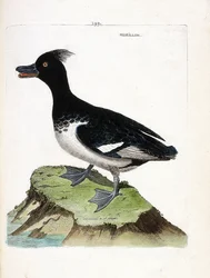 Carta zoológica (ornitologia): o morillon (Scaup morillon ou Aythia fuligula). Ilustração em "A história das aves, pintadas nos seus aspectos aparentes e sensíveis" de François Nicolas Martinet (1731-1800). Coleção particular.