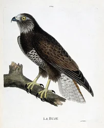 Gráfico zoológico (ornitologia): o bico (bico variável ou buteo buteo) sobre um ramo. Ilustração em "A história das aves, pintadas em seus aspectos aparentes e sensíveis" por François Nicolas Martinet (1731-1800). Coleção particular.