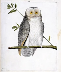 Carta zoológica (ornitologia): a coruja (Coruja do celeiro ou Tyto Alba) sobre um ramo. Ilustração em "A História das Aves, Pintada nos seus Aspectos Aparentes e Sensíveis" de François Nicolas Martinet (1731-1800). Coleção particular.