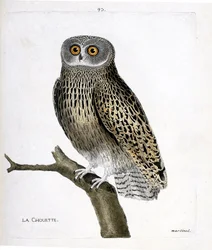 Carta zoológica (ornitologia): a coruja (coruja hulotte ou aluco strix) sobre um ramo. Ilustração em "A História das Aves, Pintada nos seus Aspectos Aparentes e Sensíveis" de François Nicolas Martinet (1731-1800). Coleção particular.