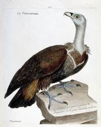 Carta zoológica (ornitologia): o percnóptero (abutre fulvo ou fulvus gyps). Ilustração em "The History of the Birds, Painted in Their Appearing and Sensitive Aspects" de François Nicolas Martinet (1731-1800). Coleção particular.