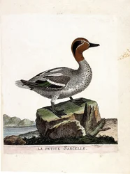 Carta zoológica (ornitologia): o pequeno marreco (teal de inverno ou anas crecca). Ilustração em "A história das aves, pintadas nos seus aspectos aparentes e sensíveis" de François Nicolas Martinet (1731-1800). Coleção particular.