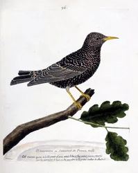 Carta zoológica (ornitologia): o starling ou sansonet (starling ou sturnus vulgaris) sobre um ramo. Ilustração em "The History of the Birds, Painted in Their Appearing and Sensitive Aspects" de François Nicolas Martinet (1731-1800). Coleção particular.