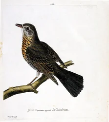 Carta zoológica (ornitologia): o tordo comumente chamado de calandrotte em um ramo. Ilustração em "The History of the Birds, Painted in Their Appearing and Sensitive Aspects" de François Nicolas Martinet (1731-1800). Coleção particular.