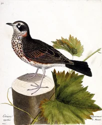 Carta zoológica (ornitologia): o tordo comumente chamado de mauvis (mauvis thrush ou turdus iliacus) em uma cepa de árvore. Ilustração em "The History of the Birds, Painted in Their Appearing and Sensitive Aspects" de François Nicolas Martinet (1731-1800).