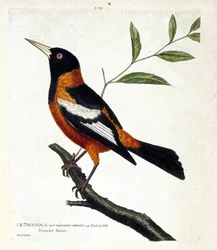 Carta zoológica (ornitologia): o troupiale (oriole troupiale ou icterus icterus) sobre um ramo. Ilustração em "A história das aves, pintadas nos seus aspectos aparentes e sensíveis" de François Nicolas Martinet (1731-1800). Coleção particular.