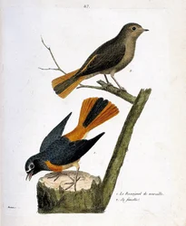 Prancha zoológica (ornitologia): o rabirruivo-de-testa-branca num tronco de árvore e a sua fêmea (rabirruivo de testa branca ou Phoenicurus phoenicurus) no ramo. Ilustração em «A História das Aves, Pintadas nos seus Aspetos Aparente e Sensível», de
