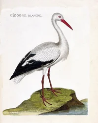 Carta zoológica (ornitologia): a cegonha branca (ciconia ciconia). Ilustração em "A história das aves, pintadas nos seus aspectos aparentes e sensíveis" de François Nicolas Martinet (1731-1800). Coleção particular.