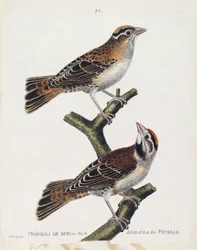 Carta zoológica (ornitologia): o pardal de madeira ou o relevo (pardal de Hudson ou spizea arborea) e sua fêmea (pardal aliviado ou petronia petronia). Ilustração em "A História das Aves, Pintadas nos seus Aspectos Aparentes e Sensíveis" de Franco