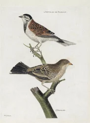 Gráfico zoológico (ornitologia): de cima para baixo: Ortolan de Reed (Reed Sparrow ou Emberiza schoeniclus) e Ortolan (Ortolan Sparrow ou Emberiza hortulana) num ramo. Ilustração em "A História das Aves, Pintadas nos seus Aspectos Aparentes e Sensíveis".