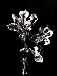 Flores escuras e fluidas