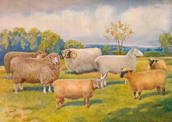 Raças de ovelhas, c1902 c1910