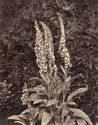 Dedaleiras