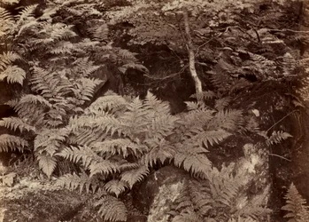 Fern Study sem título, final da década de 1870.
