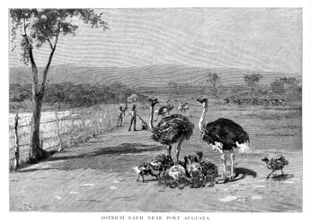Fazenda de avestruz perto de Port Augusta, Austrália Meridional, 1886