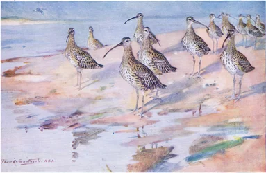 Caracóis em Blakeney Point (litho)