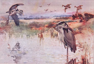 The Heron, ilustração de Wild Nature & Country Life publicada por Hodder & Stoughton, c.1910