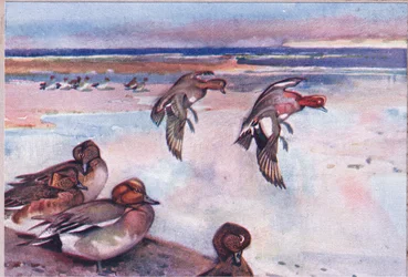 Widgeons, ilustração da Wild Nature & Country Life publicada por Hodder & Stoughton, c.1910