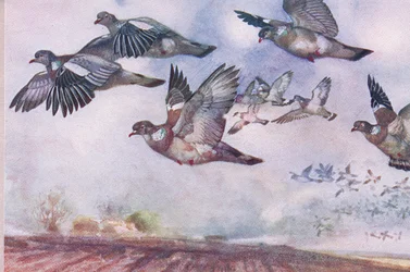 Pombos de madeira em voo, ilustração de Wild Nature & Country Life, publicada por Hodder & Stoughton, c.1910
